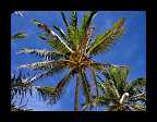 27_Palme