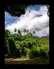 06_Cook Islands Motiv (1)
