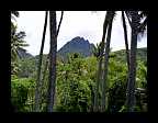 07_Cook Islands motiv (2)