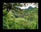 09_Cook Islands motiv (4)